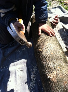 Tapping plugs all the way in until flush with the sapwood just below the bark.