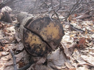 Old inoculated log