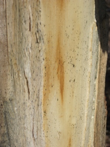 Avoid wood with signs of mold or other fungus like these dark spots.