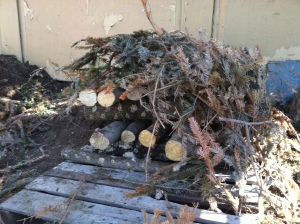 One pallet stacked on the northern side of a concrete wall, and covered with dry boughs for extra shade.
